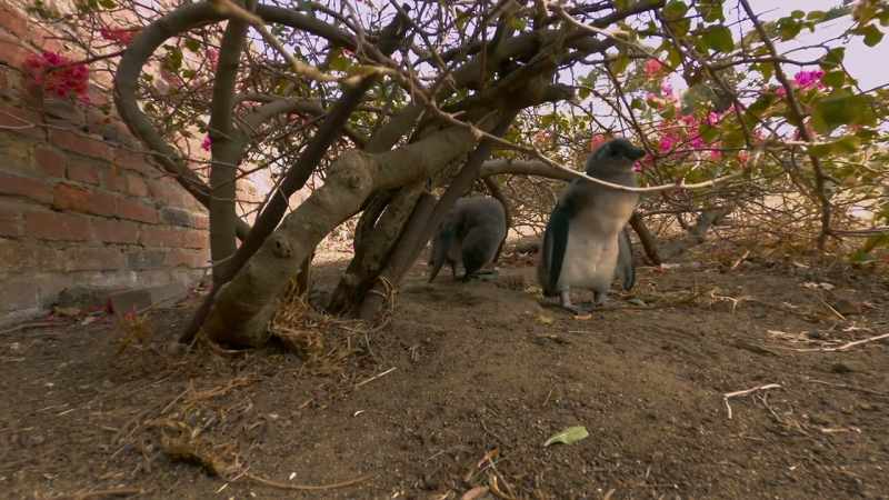 Though they're older than the Wheelbarrows