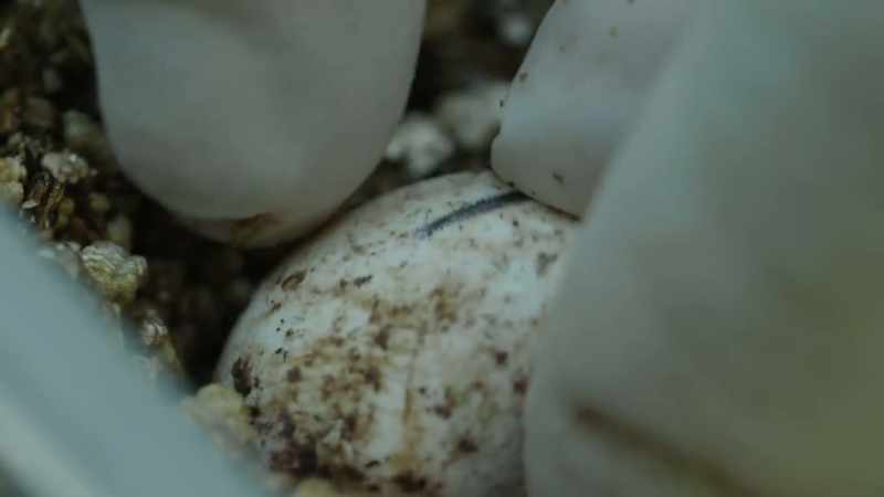 Though tuatara can lay up to 19 eggs at a time