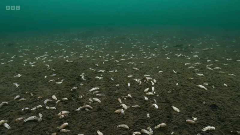 Thousands graze the seafloor here