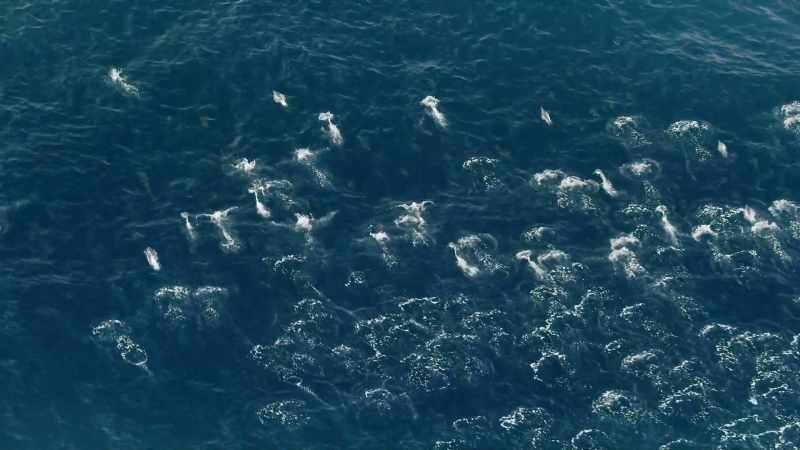 Thousands of animals from all over Antarctic waters