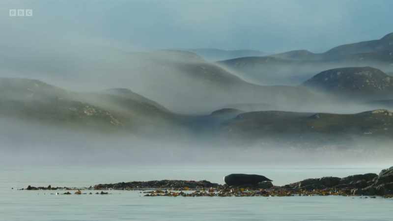 Thousands of common and grey seals live here