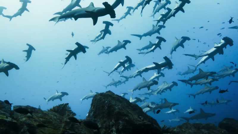 Thousands of hammerhead sharks also assemble here