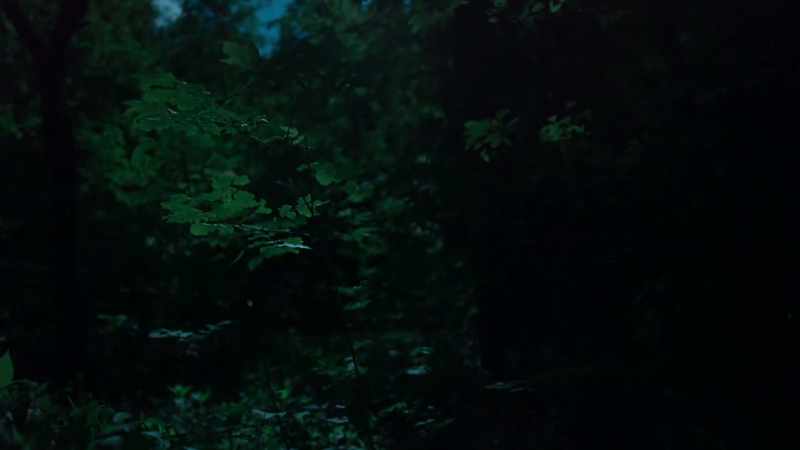Thousands of tiny fireflies dancing in the darkness