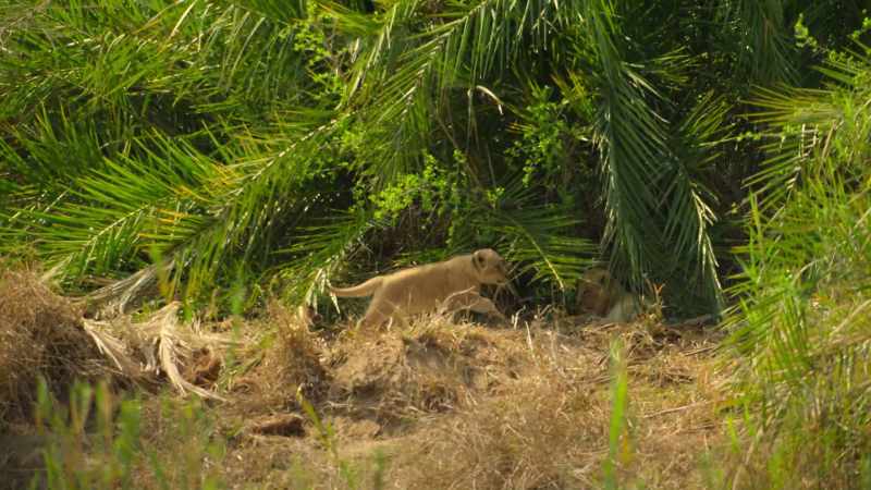 Three lion cubs