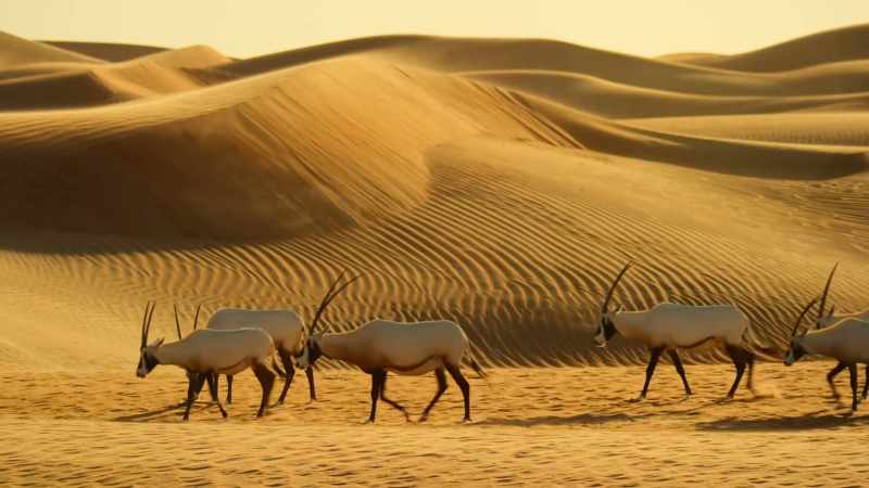 Through the movements of wind