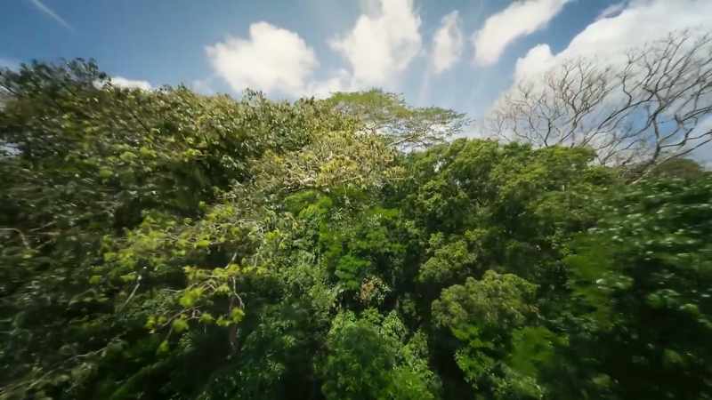 Throughout this forest, plants are competing ferociously