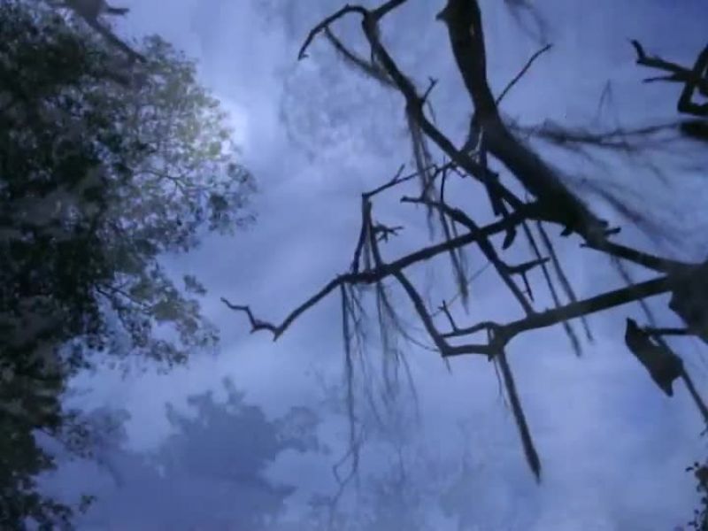 (thunder crashes, birds and