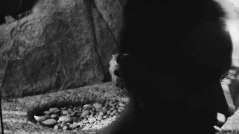 (thunder rumbling)