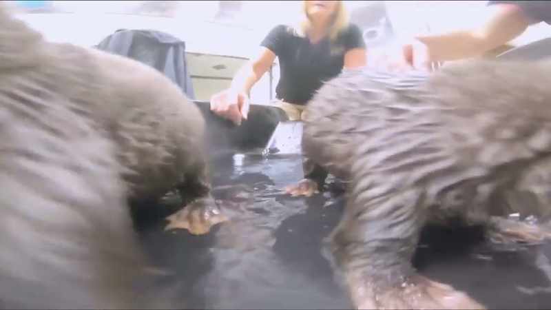 Tiffany: You would think that otters just, like