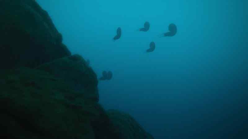 Tiger ammonites are themselves hunters