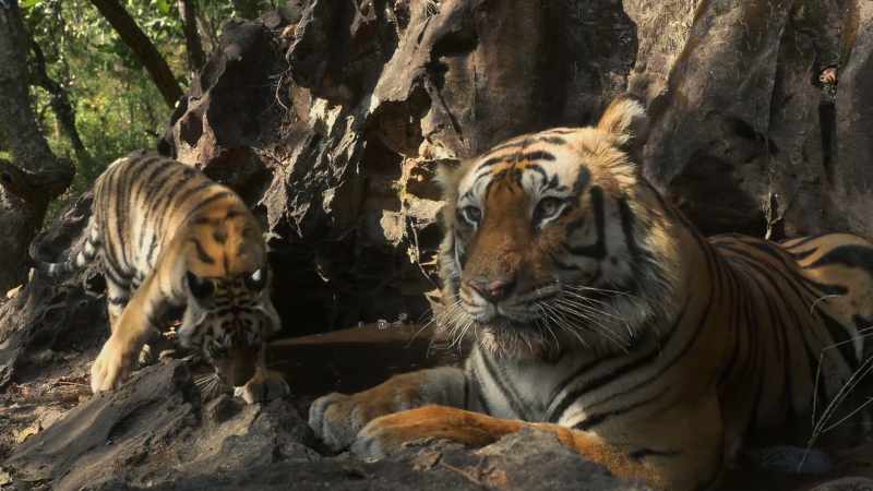 Tiger fathers rarely meet their offspring