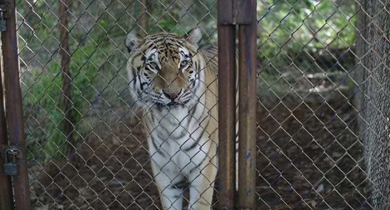 [tiger growls softly]