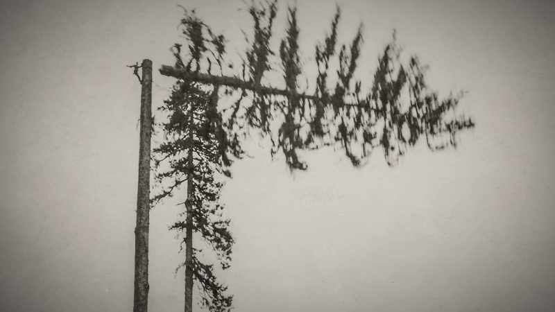 Timber was abundant