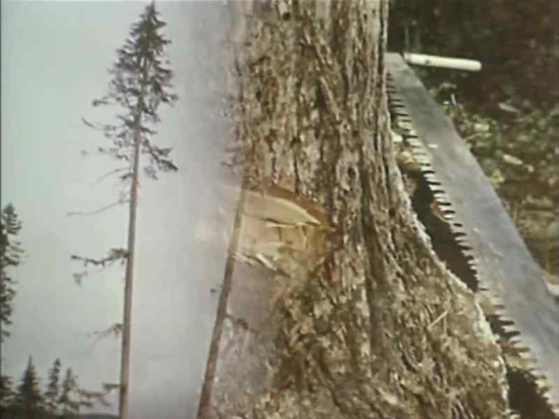TIMBER!