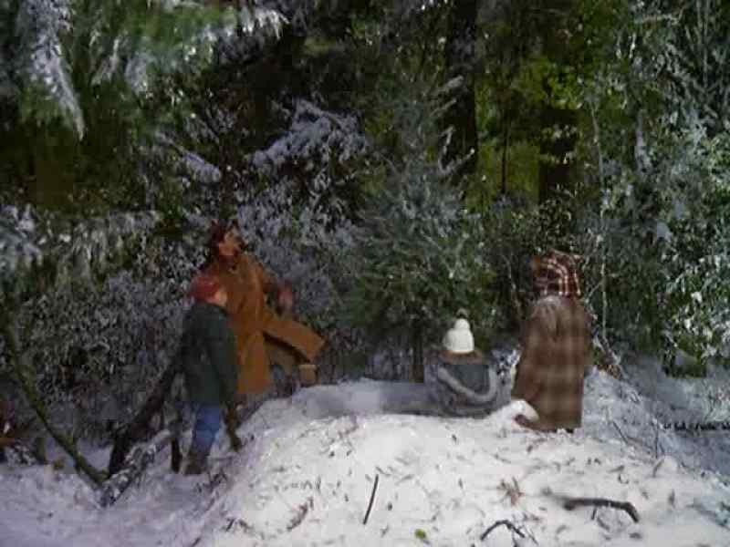 Timber!
