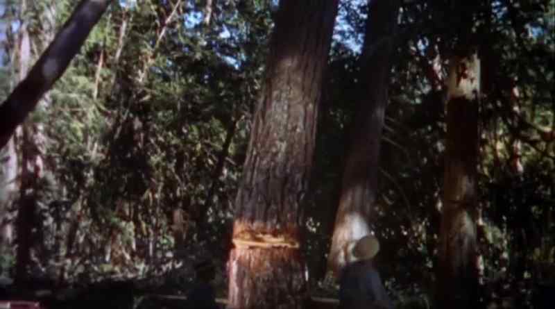 Timber!