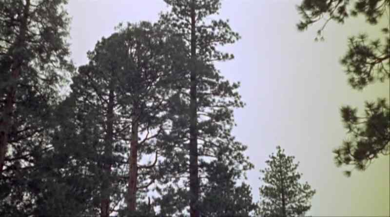 Timber!