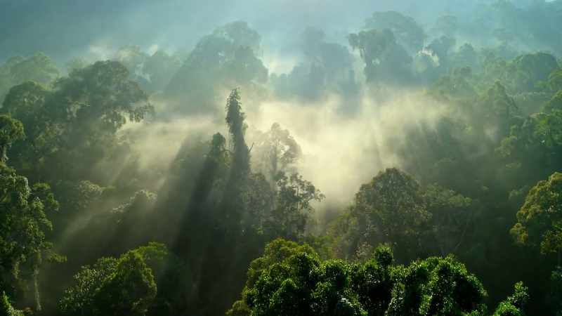 Time has made Borneo's jungles extraordinarily rich and diverse