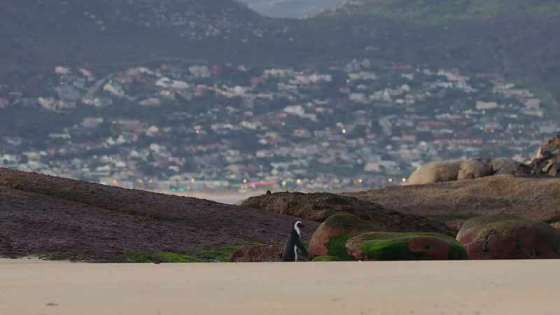 Time and tide wait for no penguin