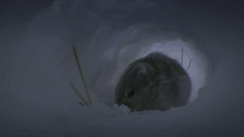 Tiny arctic lemmings