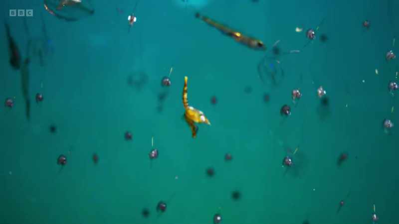 Tiny creatures that drift in great clouds driven by the ocean currents