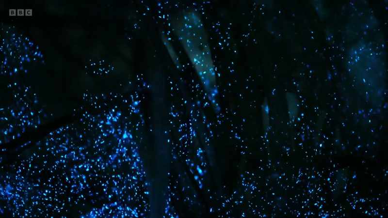 Tiny light-producing algae create vast clouds of bioluminescence