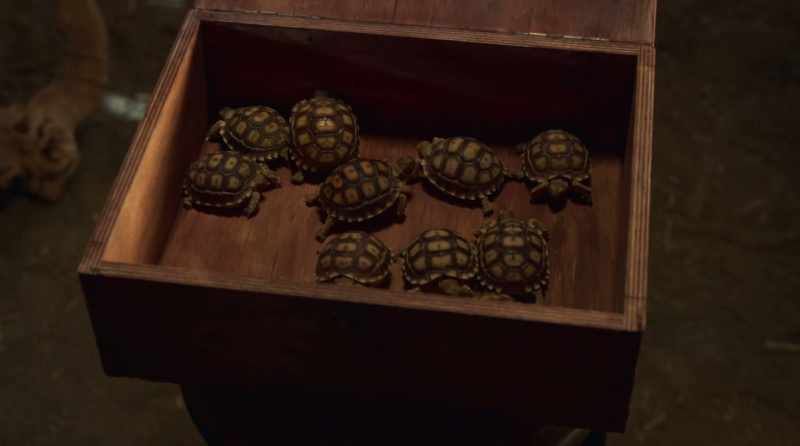 Tiny and slow, just like you guys. Go ahead, grab one