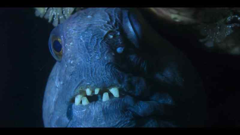 To a wolffish male