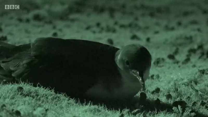 To avoid disturbing the shearwaters