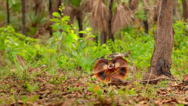 To avoid injury, these lizards fight with frills