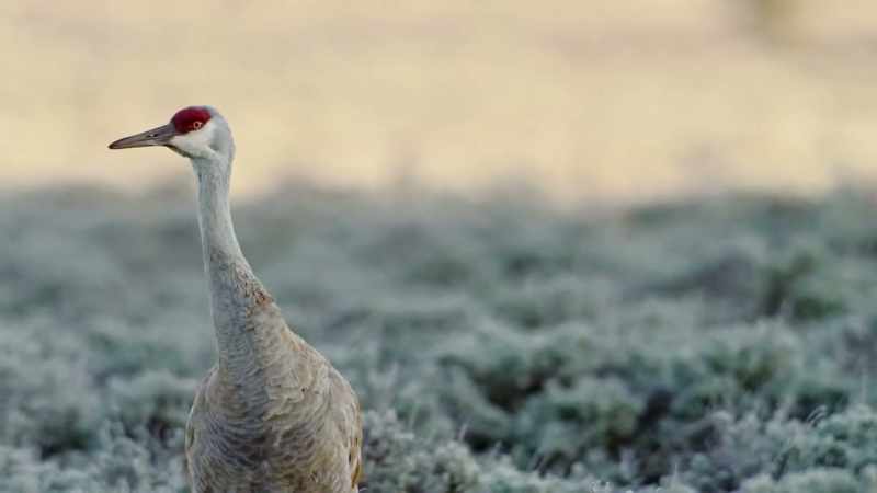 To breed and rear their young before the cold returns