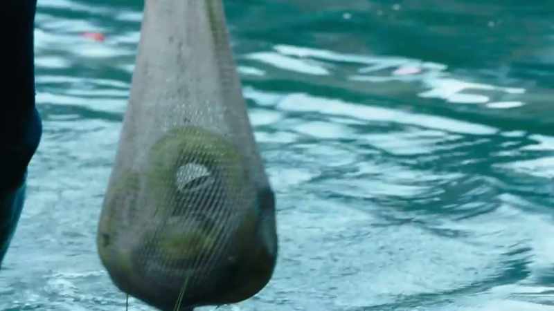 To calm the eels down while he measures them