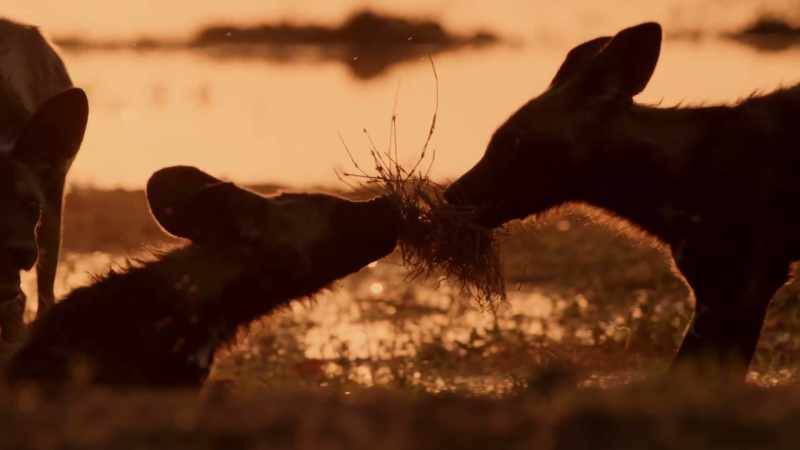 To date, we count 280 descendants from Tait's bloodline