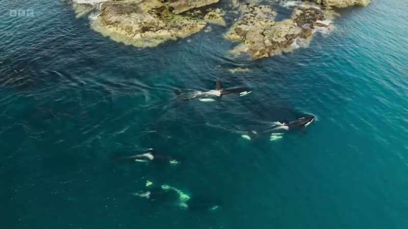 To film orca hunting seals