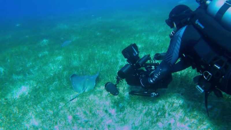 To following a shark through the seagrass