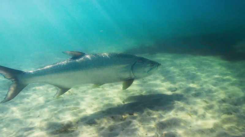 To get close to the mullet in the shallows