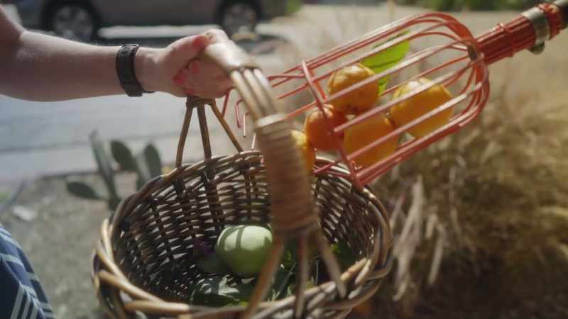 To get some pointers on avoiding fruit waste