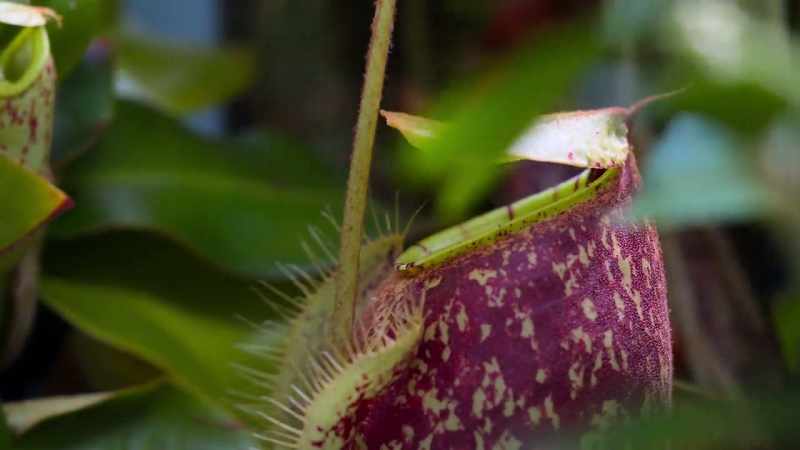 To get the nutrients they need to survive, pitcher plants rely on animals