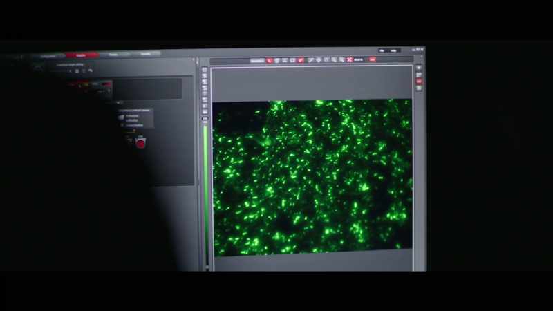 To green, now we're looking at the archaea again