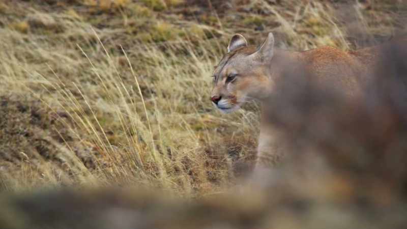 To hunt here, she'll need to leave her cubs behind