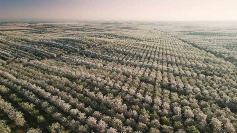 To make way for these almond trees