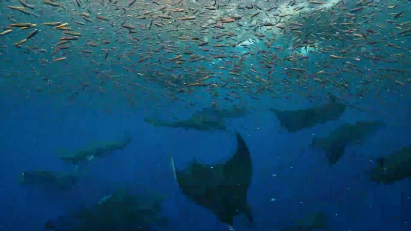 To maximize their catch, the rays attack in formation
