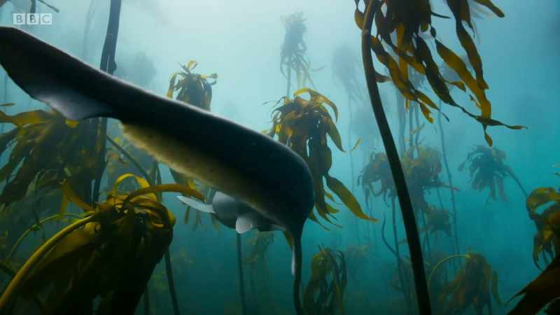 to mysterious kingdoms under water