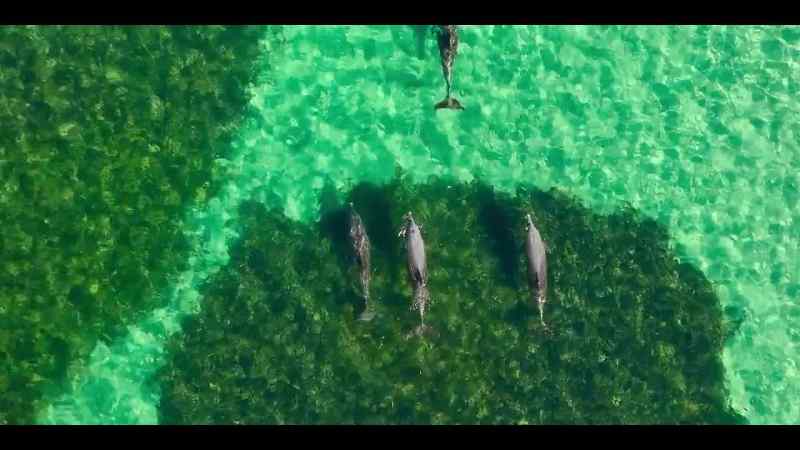 To outsmart the little fish