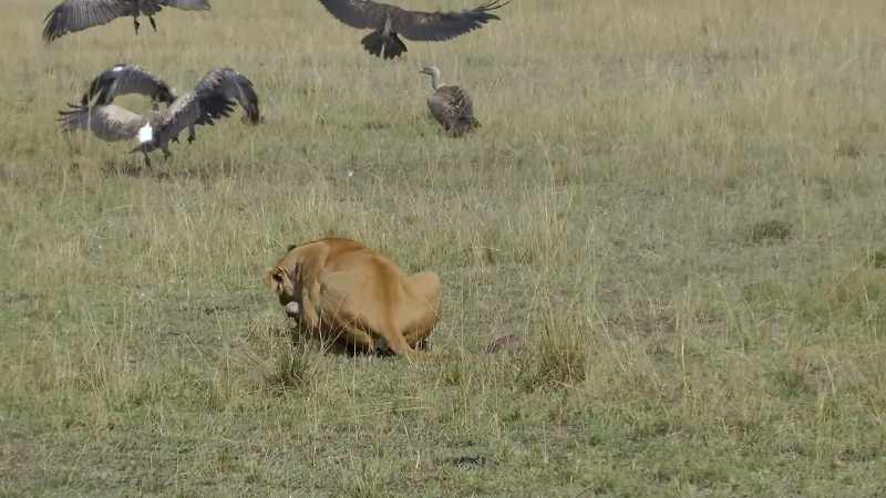 To reiterate, that lion ain't lyin'