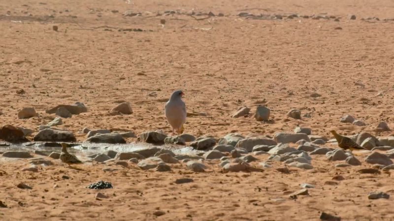 To save his chicks, the father risks his own life