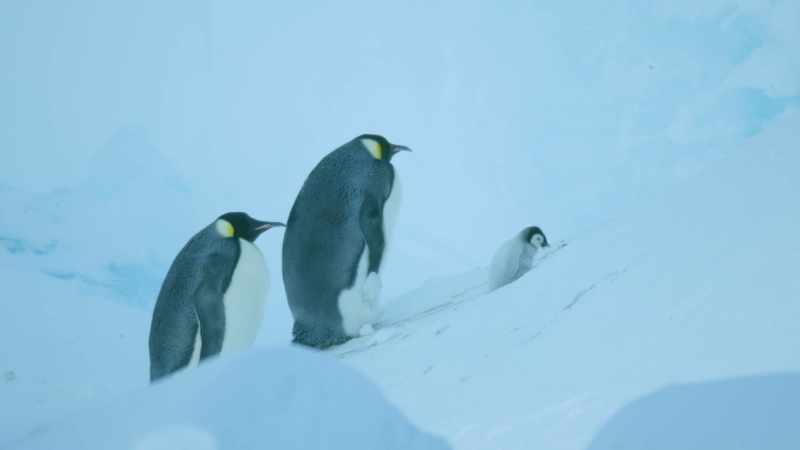 To save herself, she has abandoned her chick