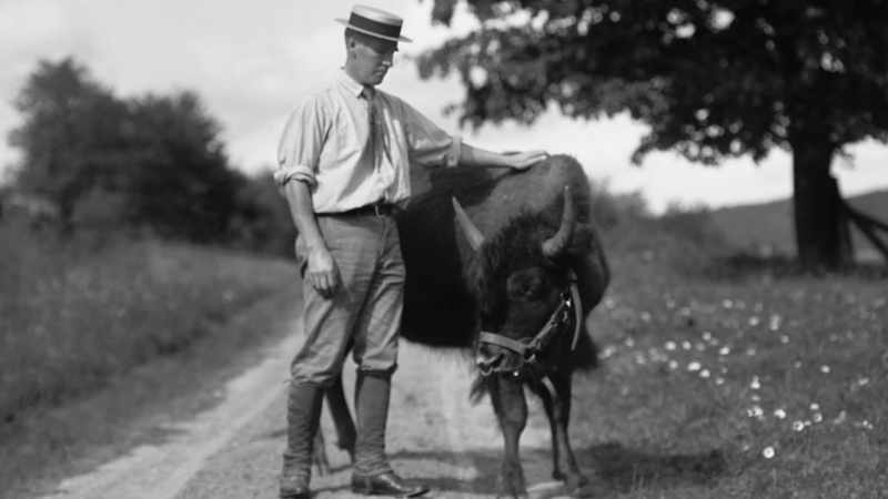 To save the bison as a species