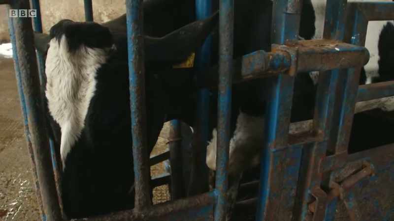 To save the cow's life, Rachael must operate immediately and move