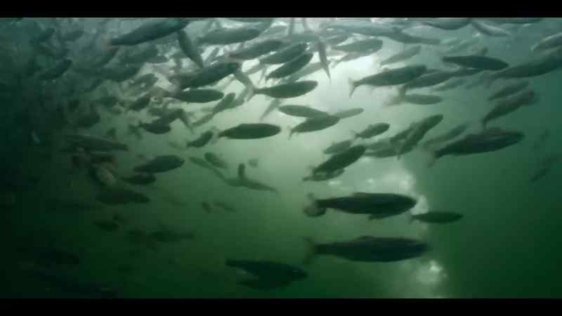 to stop the ocean's 40-ton thieves